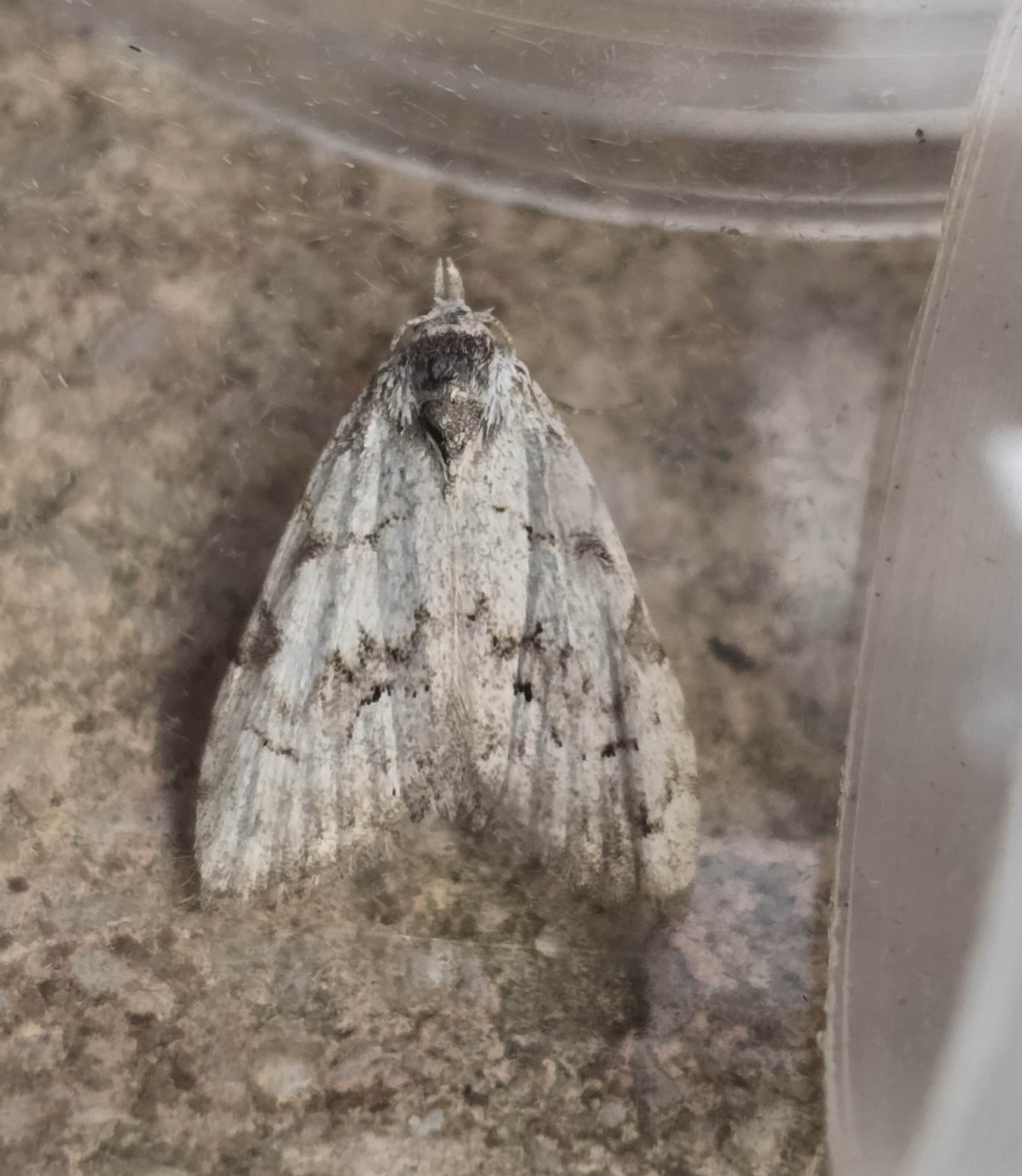 Photo of Least Black Arches (Nola confusalis)